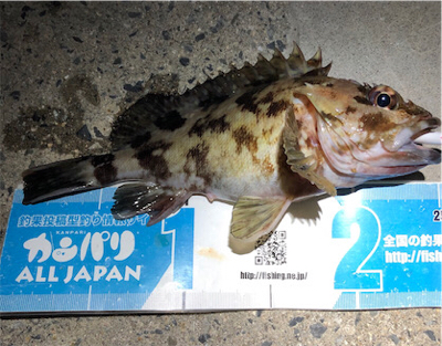 ロックフィッシュ4種盛り