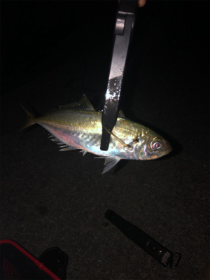 夕まづめ短時間