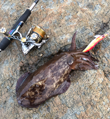 紋甲イカは朝まずめが熱い♪GUNNING-…