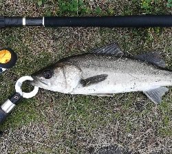 ソルト/メバリング0655〜0730 1835〜1920