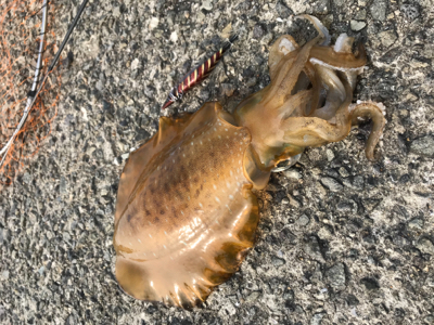 今年初アオリイカ