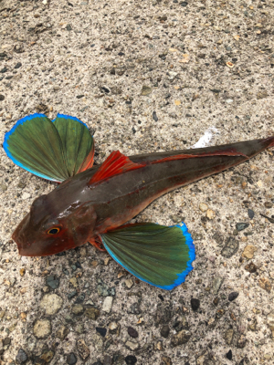 春イカ全バラシの後で、、、