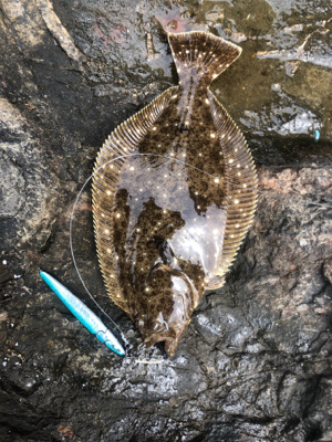 ショアジギング ヒラメ アイナメ 自作ジグ 北海道 ショアジギング ヒラメ 陸っぱり 釣り 魚釣り 釣果情報サイト カンパリ