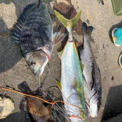 ベイト大量！ハマチ回遊あり！