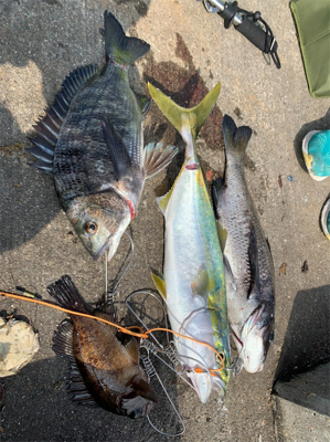 ベイト大量！ハマチ回遊あり！