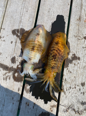 春のラストアオリ