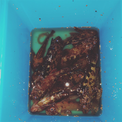 久しぶりの釣り