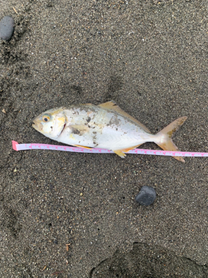 湘南青物入り始めました