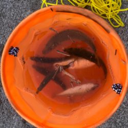 連日のアジ釣り