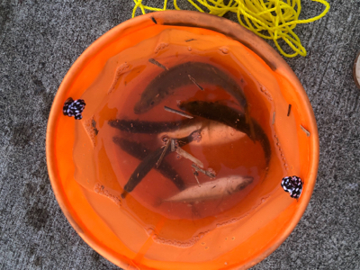 連日のアジ釣り