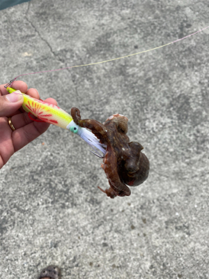 サクッとオクトパッシング！