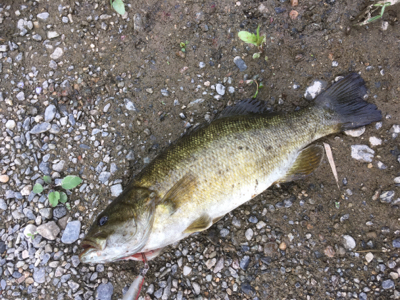 まさかのスモール