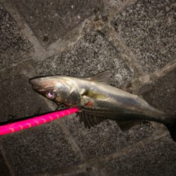 満潮からの、、