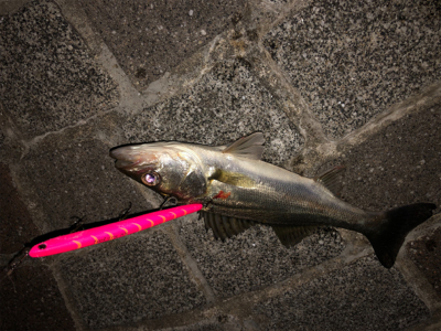 満潮からの、、