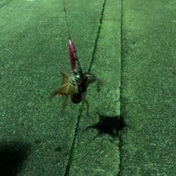 今年初のタコ釣り