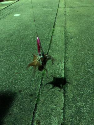 今年初のタコ釣り