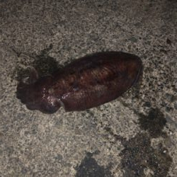 Newロッド墨付け