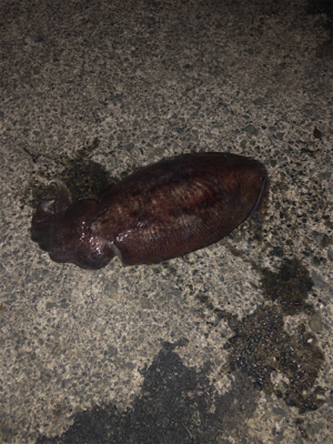 Newロッド墨付け