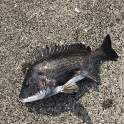 フカセでチヌ釣り