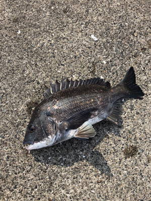 フカセでチヌ釣り