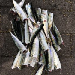 ウルトラライトショアジギング。。。