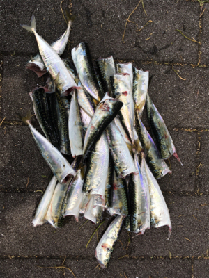 ウルトラライトショアジギング。。。