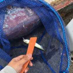 サバしか釣れね〜