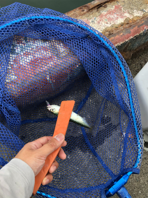 サバしか釣れね〜