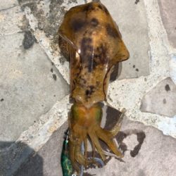 解除明け初釣行