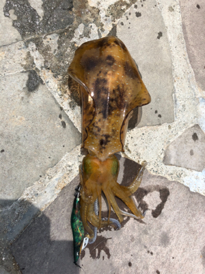 解除明け初釣行