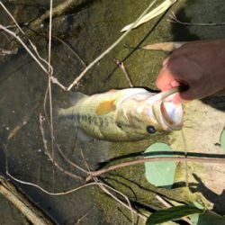 バウヘッド 7gの釣果