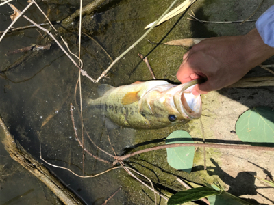 バウヘッド 7gの釣果