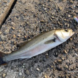 テトラ際ボイル