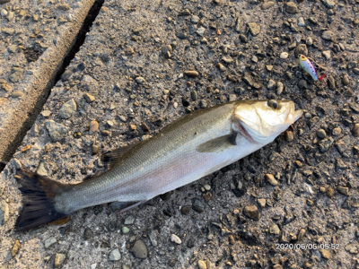 テトラ際ボイル