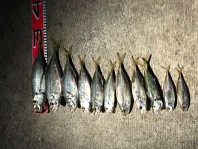 28cmアジ出ましたよ。