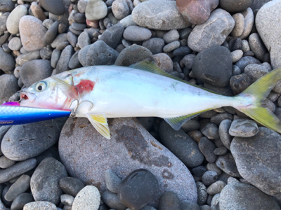 和歌山遠征　ショアジギング