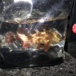 太刀魚ワインド→アジング→エギング→ジギング