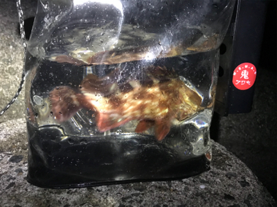 太刀魚ワインド→アジング→エギング→ジギング