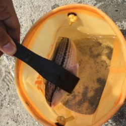 初めて釣れた2目