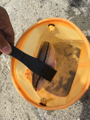 初めて釣れた2目