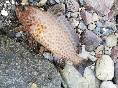 ショアジギング