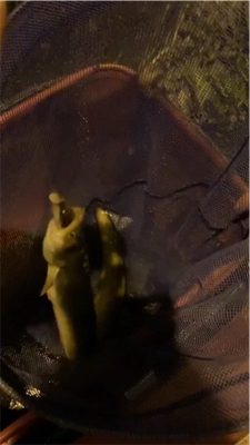 4回目にしてやっとうなぎ