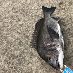 朝からエビ撒き