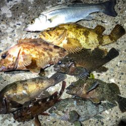 ロックフィッシュアラカルト