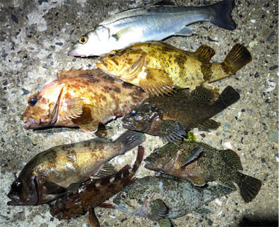 ロックフィッシュアラカルト