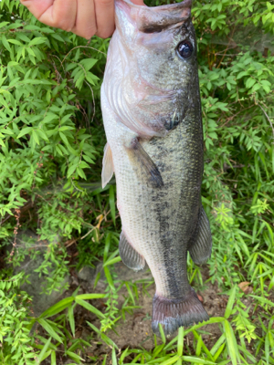 何回釣られたバスさんですか？