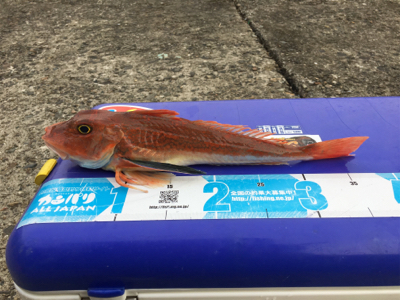 マイボートでタイラバ釣行