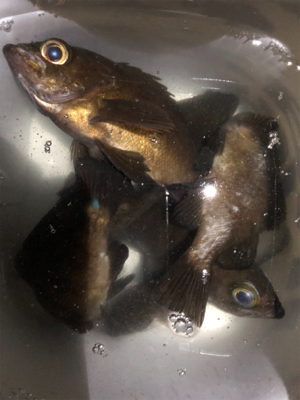 満月メバリング