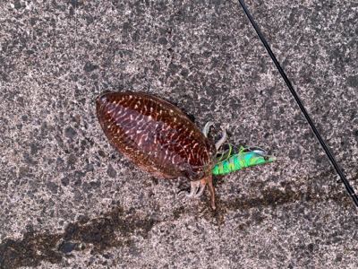 甲烏賊釣り