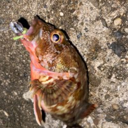 ガシラサバマイワシ祭り^_^